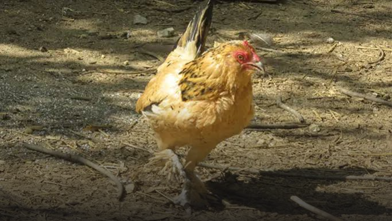 21-Year-Old 'Peanut' Sets New World Record as Oldest Hen